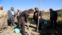 آیین روز درختکاری در ستاد دانشگاه علوم پزشکی همدان برگزار شد   
