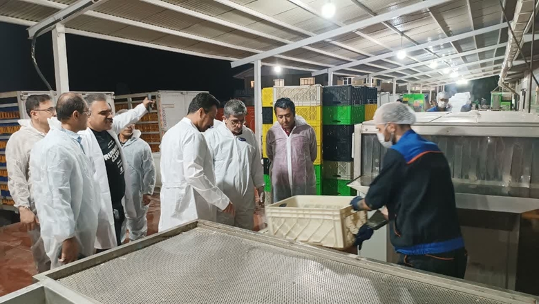 بازدید شبانه اعضای کارگروه ساماندهی کشتارگاه ها از کشتارگاه های صنعتی طیور استان همدان
