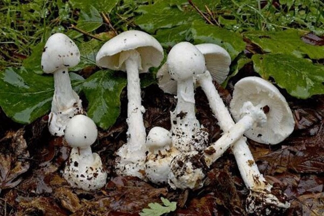 مسمومیت با قارچ‌های سمی، گاهی مرگبار است