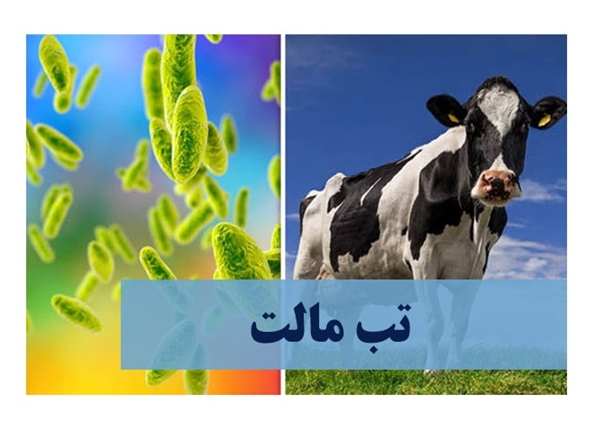 کاهش آمار ابتلا به تب مالت در همدان / هشدار درباره مصرف لبنیات غیرپاستوریزه